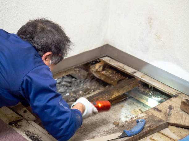Best White Mold Remediation in Farmington, MS
