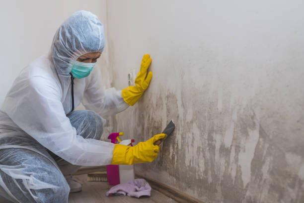 Best Insurance-Related Mold Remediation in Farmington, MS