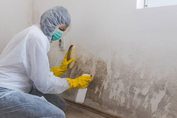 Best Bathroom Mold Remediation in Farmington, MS