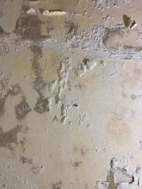 Best Residential Mold Remediation in Farmington, MS