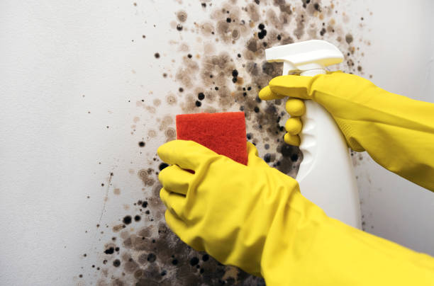 Professional Mold Remediation in Farmington, MS