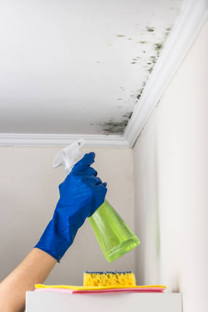 Best Mold Remediation for Specific Building Types in Farmington, MS